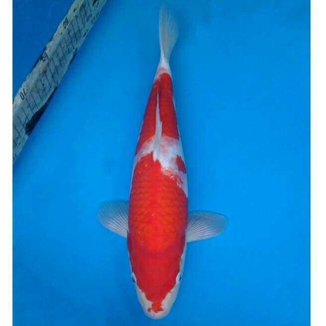 Okawa Kohaku