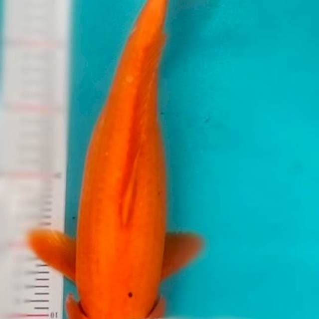 Benigoi 37cm