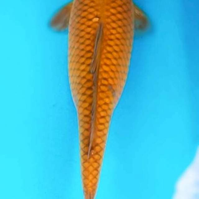Cagoi 38cm