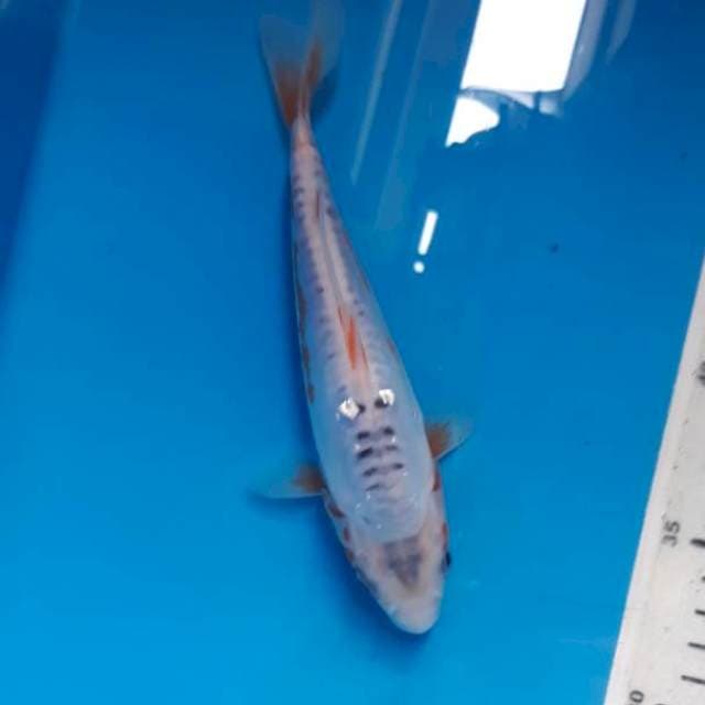 Shusui 19cm