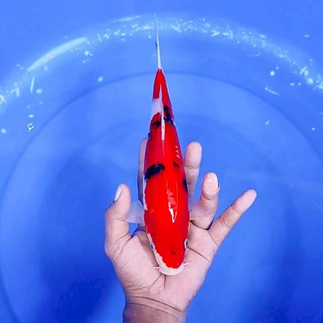 2. Sanke || 28 cm