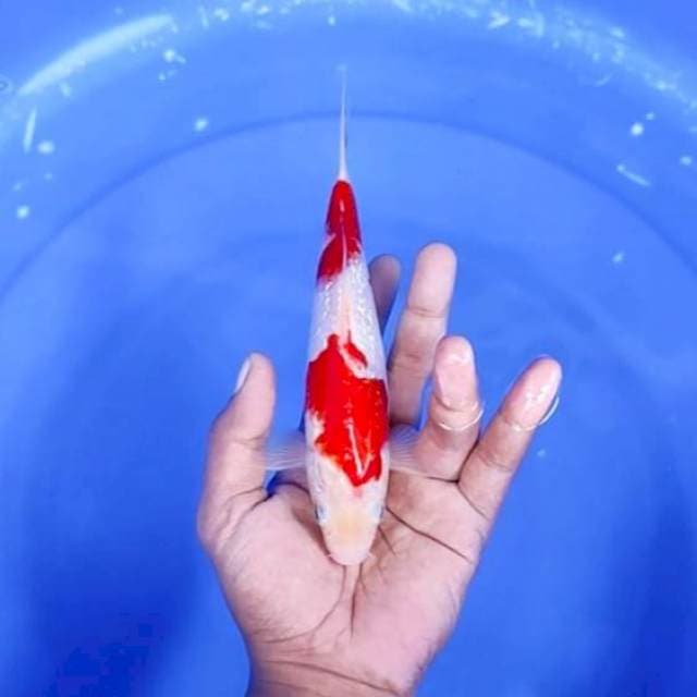 6. Kohaku Ginrin || 20 cm