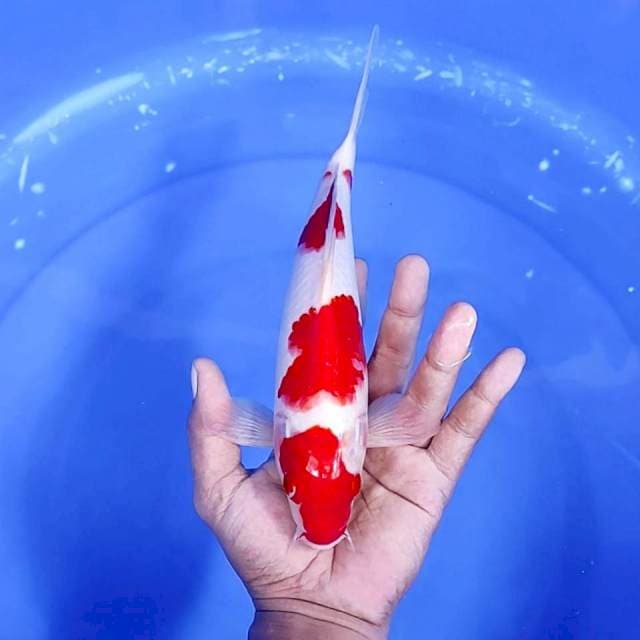 9. Maruten Kohaku || 26 cm || Jantan