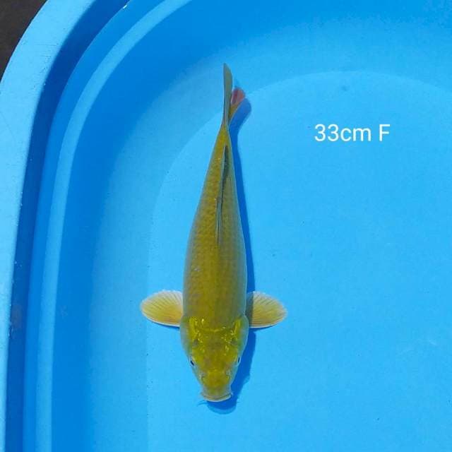 midori terang 33cm