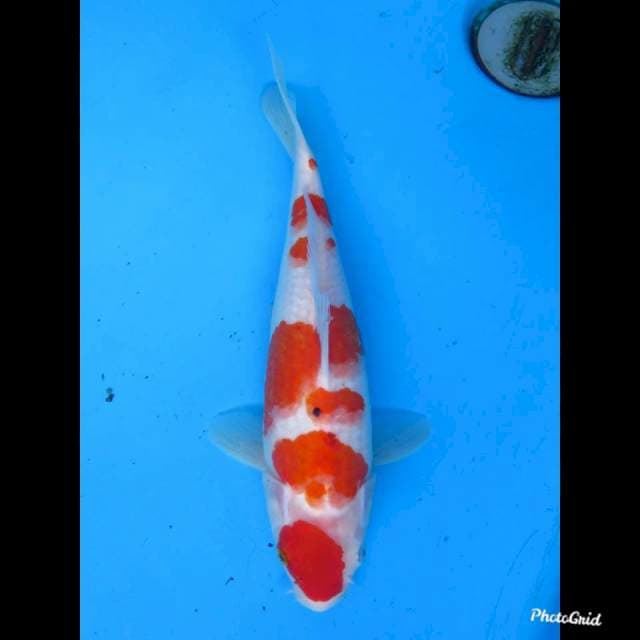 28cm fml ,  Sakura Sanke Tategoi origonal