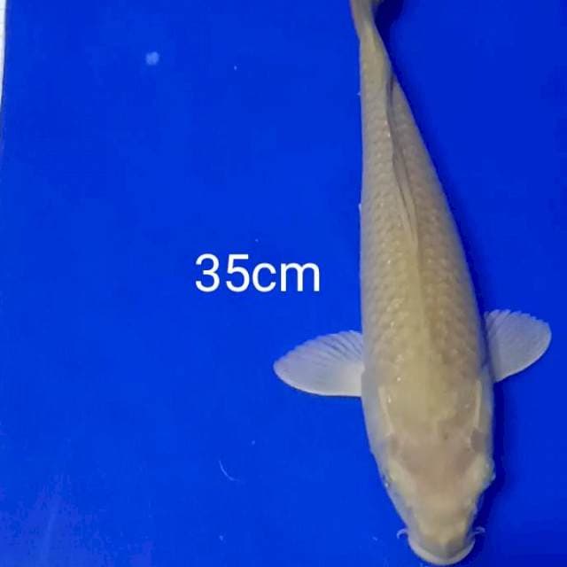 Soragoi 35cm