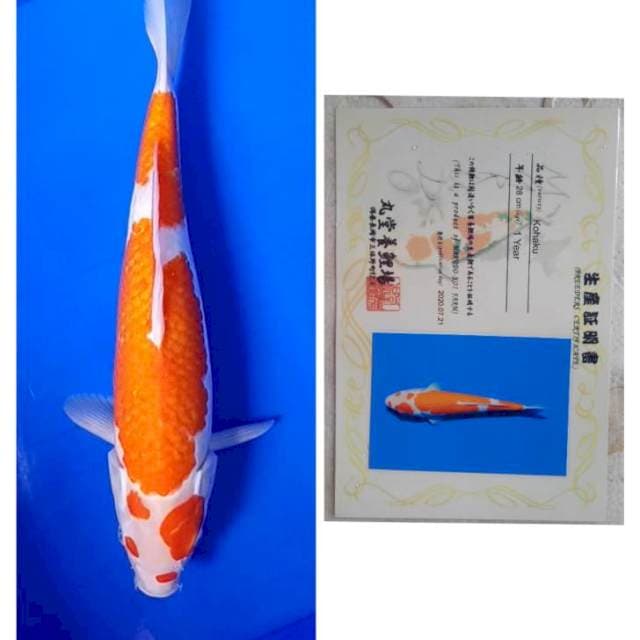 Kohaku Import Serti Marudo