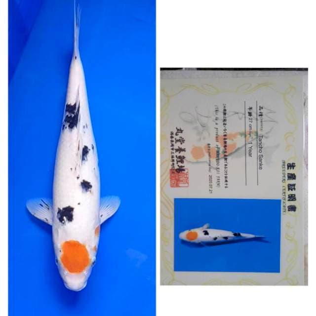 Tancho Sanke Import Marudo