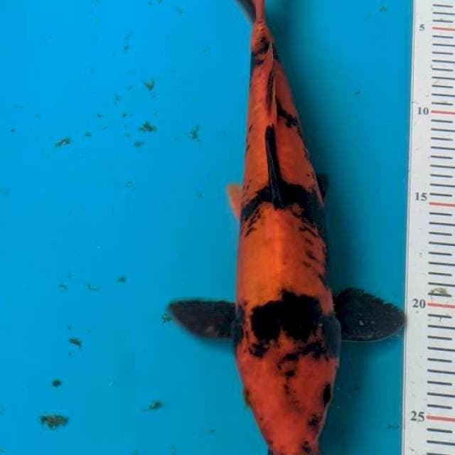 Utsuri doidsu 26cm