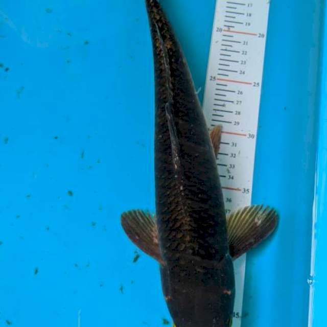 Cagoi 38cm