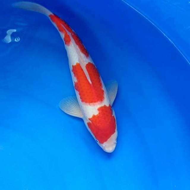 Kohaku 3 step merah original