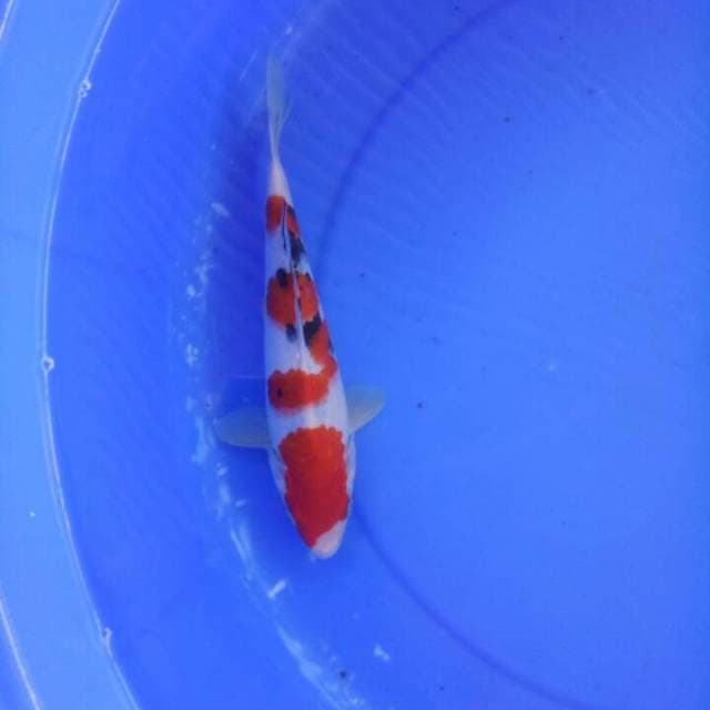 Sanke 25 cm