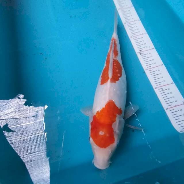 Kohaku doids u 34cm