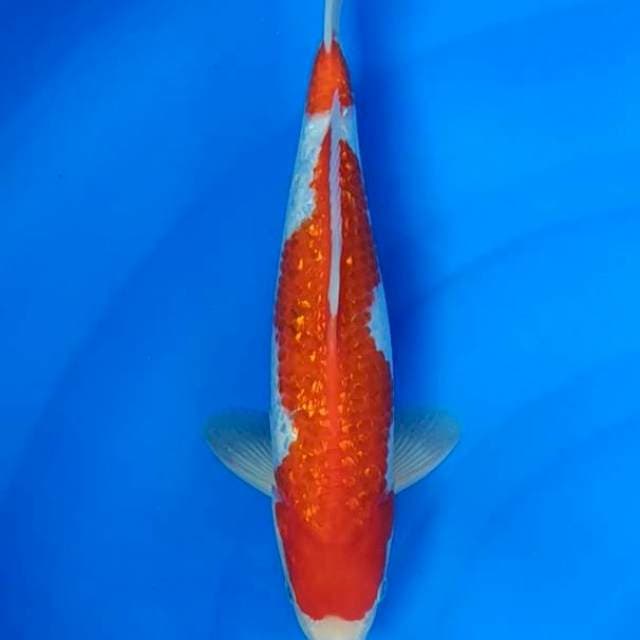 Kohaku ginrin f1 original pattern