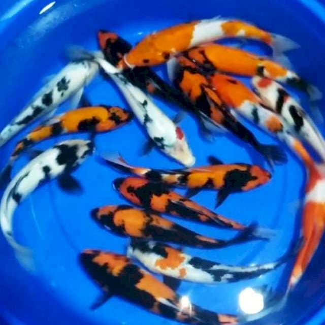Mix 16 ekor 24-29cm
