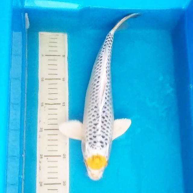 Original 35cm