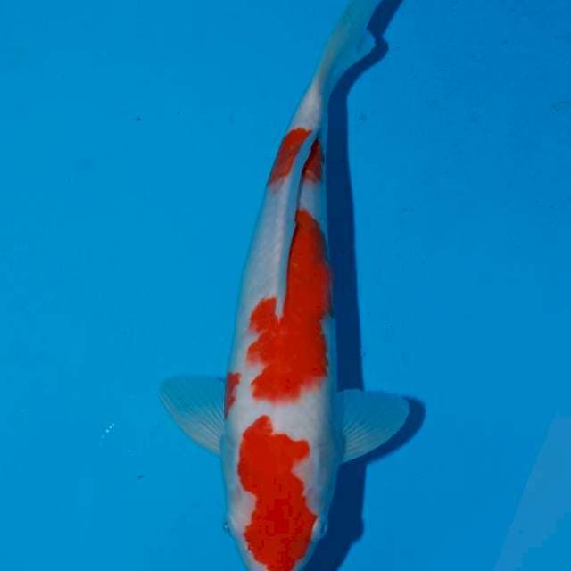 Kohaku f1 30cm