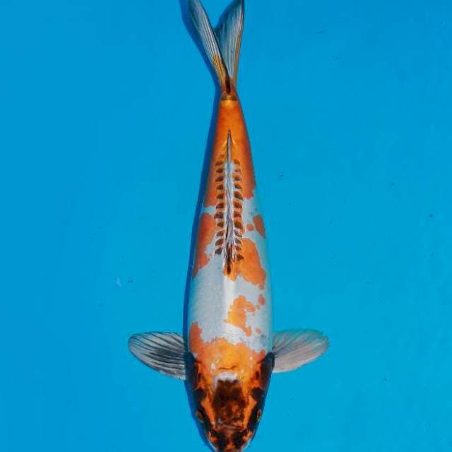 Kin kikoryu 45cm