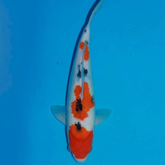 Taiso sanke tsubosumi 35bu 