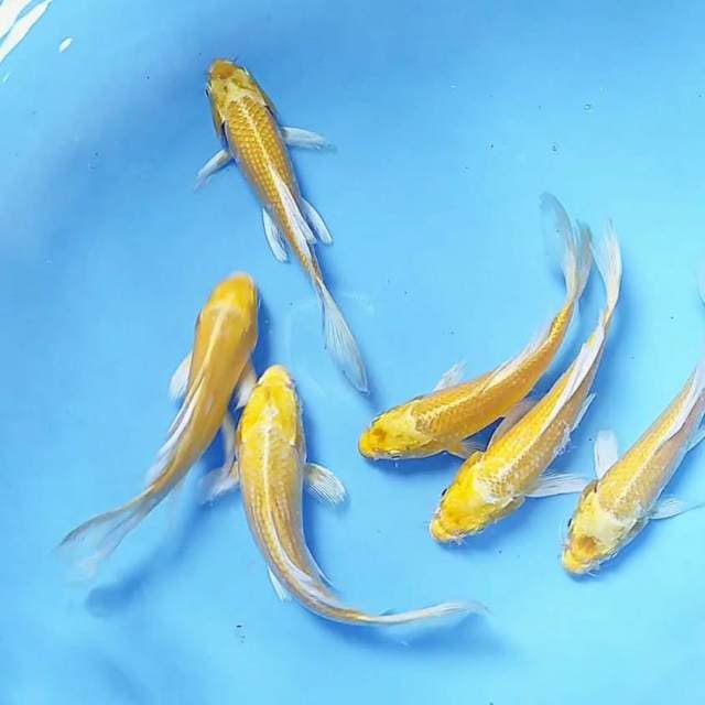 15-18cm KUMPAY OGON 6 ekor