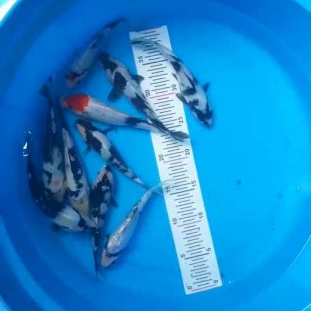 Shiro 15-20CM