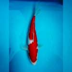 Red Kohaku inazamu f1