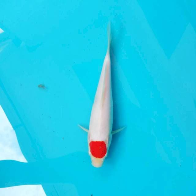 Tancho kohaku super f1 
