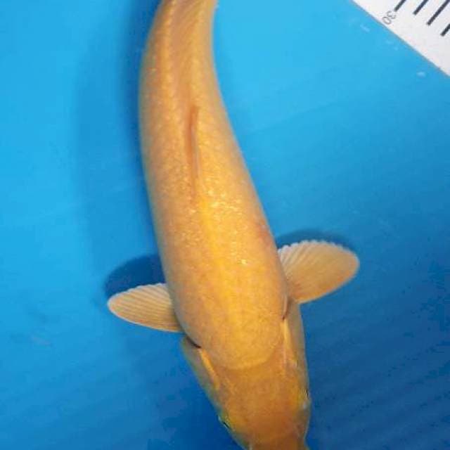 Karasi