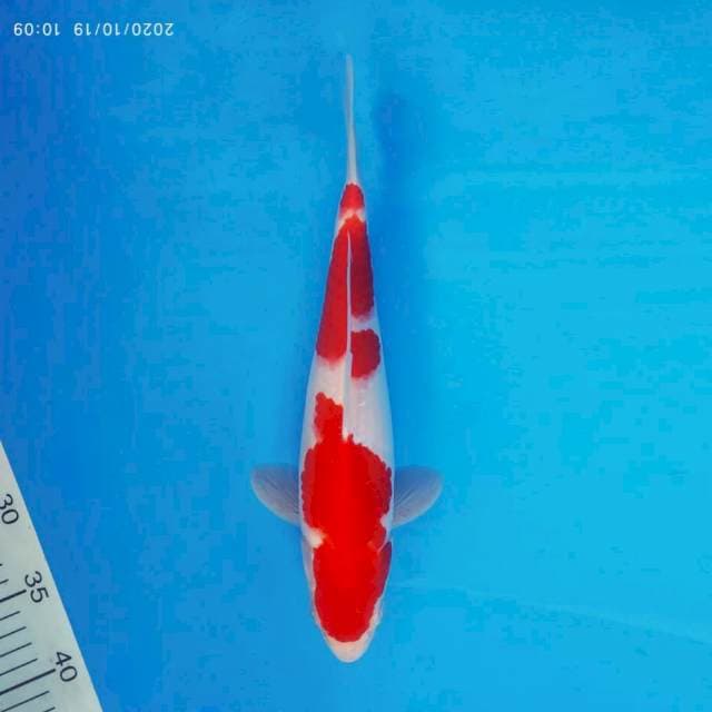 SYUGA 1 - Kohaku ®