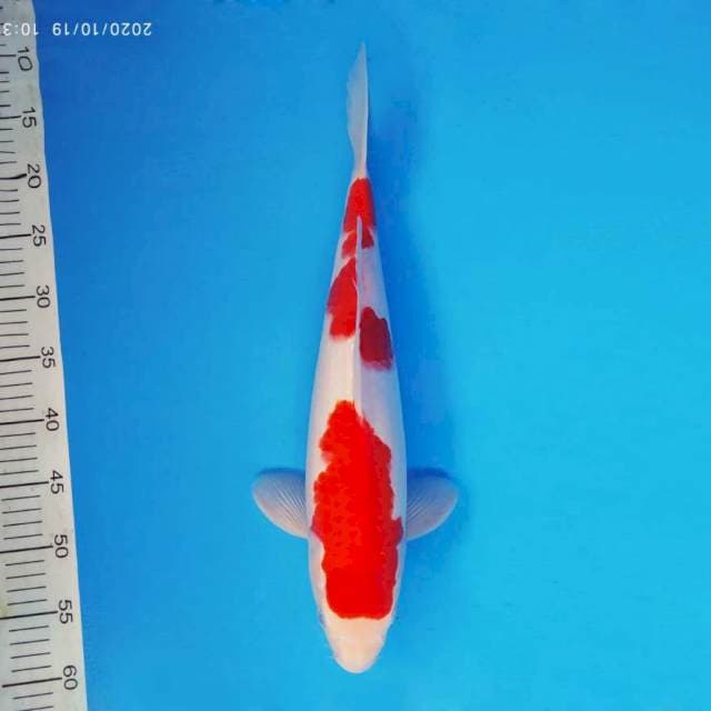 SYUGA 4 - Kohaku ®