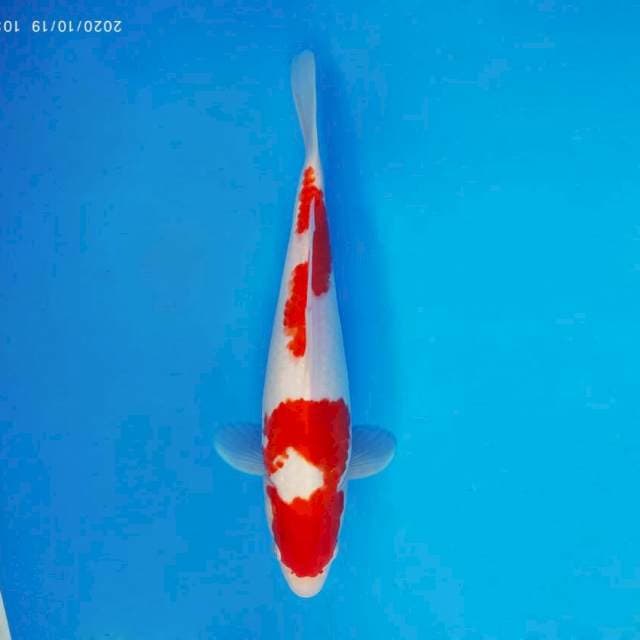 SYUGA 11 - Kohaku ®