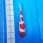 Kohaku Doitsu SQ