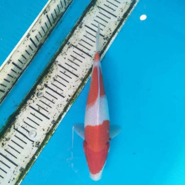 Kohaku
