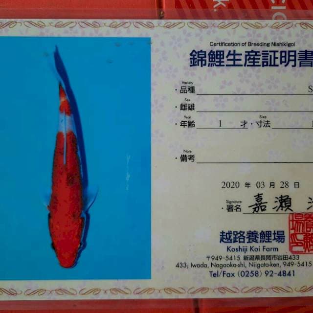 Sanke farm Koshiji