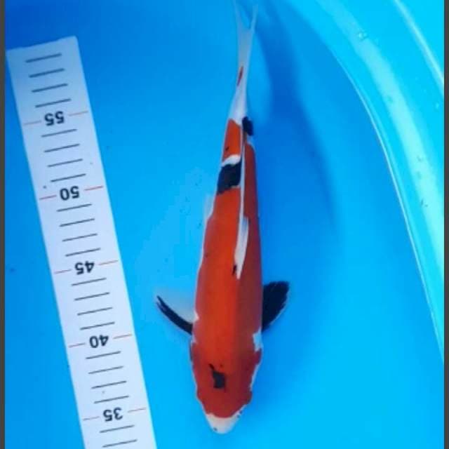 Showa Doitsu 27cm