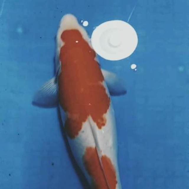 Kohaku 35cm