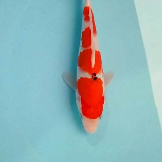 Sangke 21cm