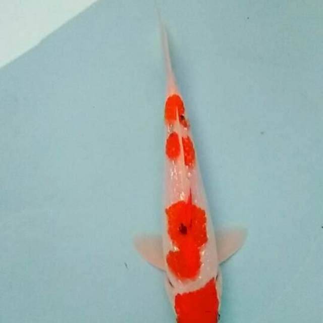 Sanke gindrin 20cm