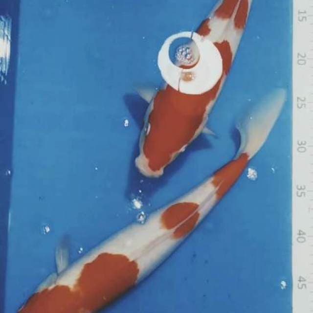 Kohaku 34,36cm