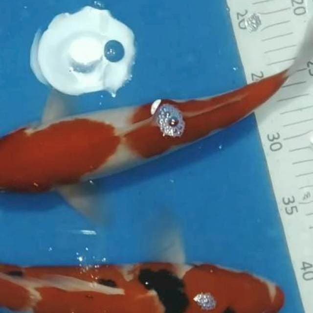 Kohaku sanke 30,33cm