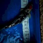 Tancho showa 70cm jumbo ganteng