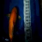 Karashi 65cm munuk pol
