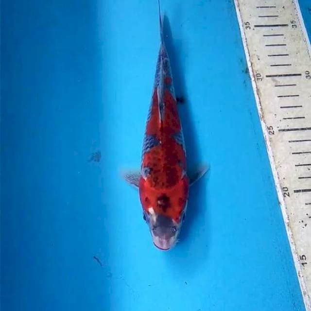 Goshiki 20cm Male
