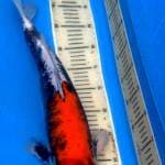 46 cm Male Beni Kumon