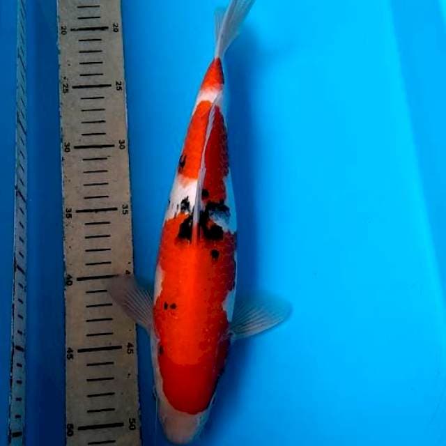 Taisho Sanke,,.OriginaL,.32cm