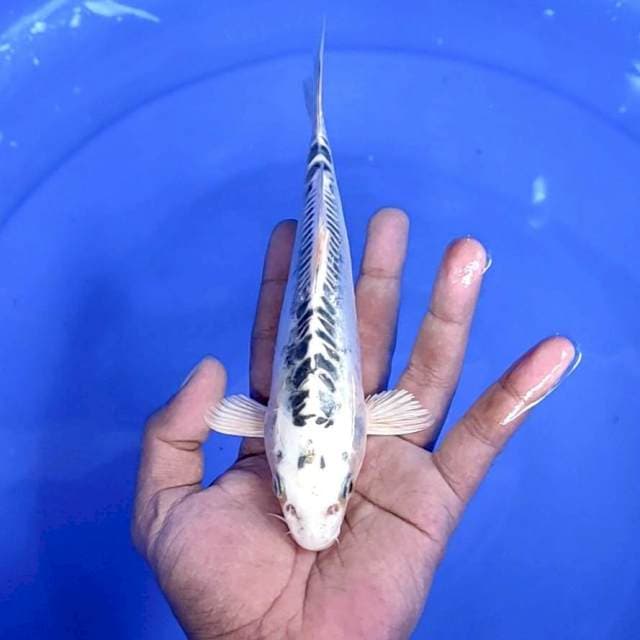 kawarimono / 21 cm 