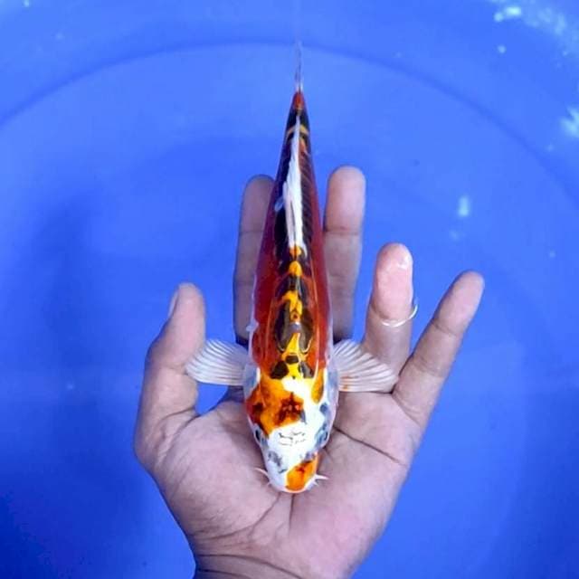 kujaku doitsu / 22 cm