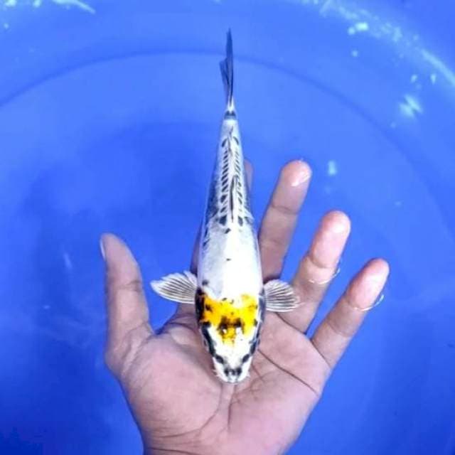 tanco kiko / 20 cm
