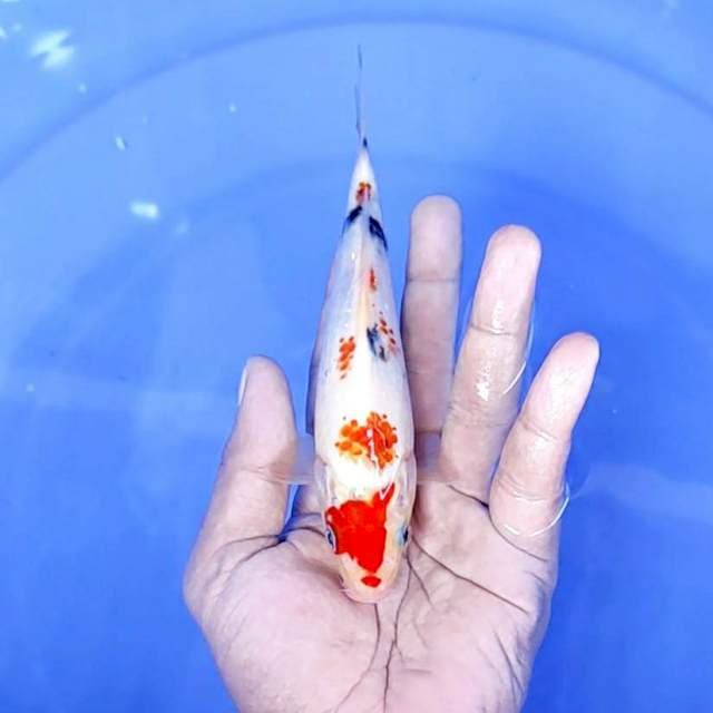sanke / 17 cm