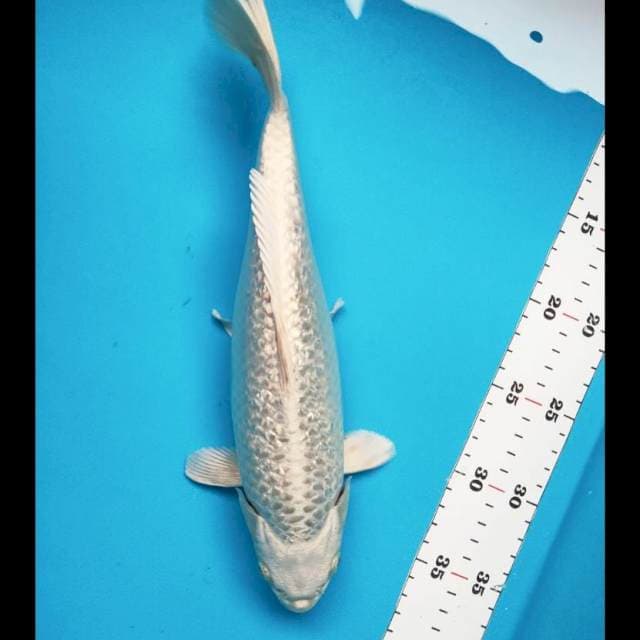 Gin matsuba ginrin 30cm